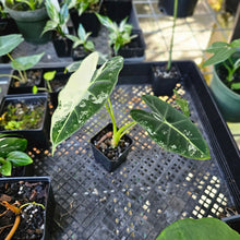 Load image into Gallery viewer, Alocasia Frydek, Exact Plant Variegated
