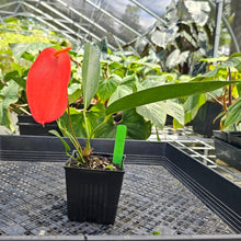 Load image into Gallery viewer, Anthurium Sherzerianum &quot;Pig Tail&quot;, Exact Plant Ships Nationwide
