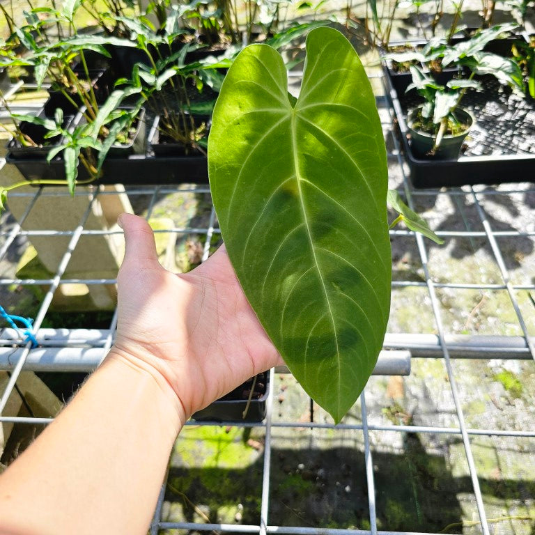 Anthurium Angamarcanum , Exact Plant