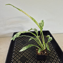 Load image into Gallery viewer, Rhaphidophora Megasperma Variegated exact plant, Fedex 2day*

