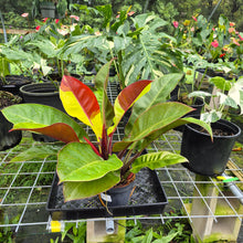 Load image into Gallery viewer, Philodendron Red Moon. not Yellow Flame, Exact Plant Variegated
