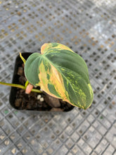 Load image into Gallery viewer, Philodendron Hederaceum Micans Aurea, Exact Plant Variegated Ships Nationwide
