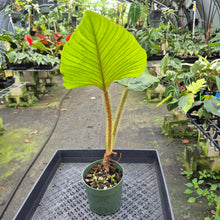 Load image into Gallery viewer, Philodendron Serpens exact plant, Fedex 2day*
