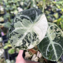 Load image into Gallery viewer, Alocasia Ninja Albo, Variegated 2.5" pot, Fedex 2day*
