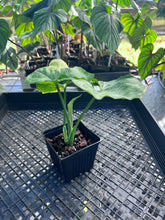 Load image into Gallery viewer, Syngonium Mango Allusion, Orm Thong, Exact Plant Variegated Ships Nationwide
