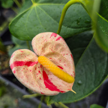 Load image into Gallery viewer, Anthurium Shibori Variegated 4" pot, Fedex 2day*
