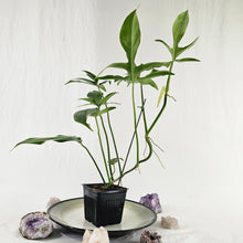Load image into Gallery viewer, Philodendron Quercifolium x Pedatum, Exact Plant Ships Nationwide
