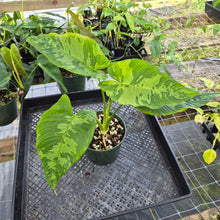 Load image into Gallery viewer, Homalomena Schismatoglottis Neoguineensis, Exact Plant Ships Nationwide
