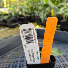 Load image into Gallery viewer, Anthurium doc block red crystallinum, Exact Plant Ships Nationwide
