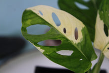 Load image into Gallery viewer, Variegated Monstera Adansonii Albo Tricolor Exact Plant Ships nationwide
