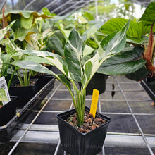Load image into Gallery viewer, spathiphyllum galaxy, Exact Plant Variegated Ships Nationwide
