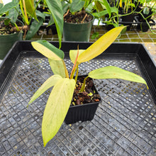 Load image into Gallery viewer, Philodendron Whipple Way, Exact Plant Variegated Ships Nationwide
