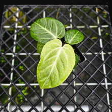 Load image into Gallery viewer, Anthurium Villenaorum, Exact Plant
