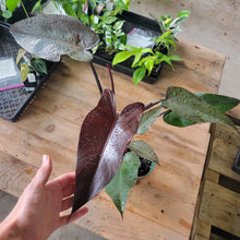 Load image into Gallery viewer, Philodendron Majesty, Exact Plant Ships Nationwide
