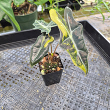Load image into Gallery viewer, Alocasia Sanderiana 'Nobilis' Aurea, Exact Plant Ships Nationwide

