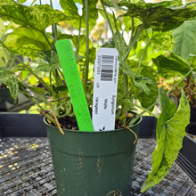 Load image into Gallery viewer, Syngonium Mojito, Exact Plant Variegated Ships Nationwide
