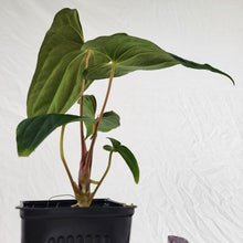 Load image into Gallery viewer, Anthurium Papillilaminum Fort Sherman X Ralph Lynam, Exact Plant Ships Nationwide
