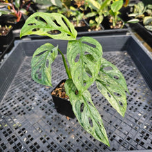 Load image into Gallery viewer, Monstera Adansonii European Mint, Exact Plant Variegated Ships Nationwide
