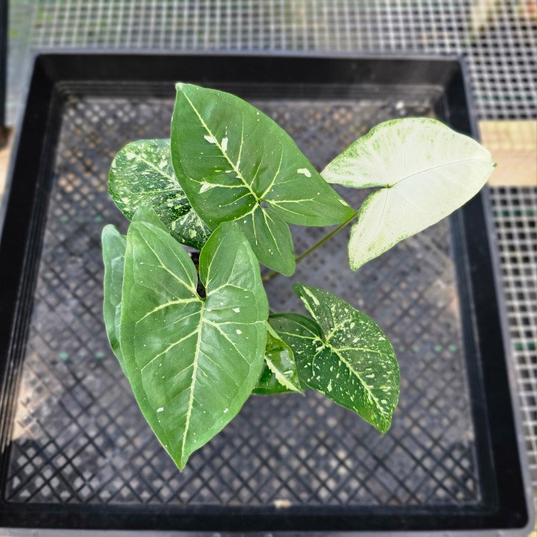 Syngonium Panda, Exact Plant Variegated Ships Nationwide