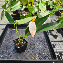 Load image into Gallery viewer, Anthurium Sherzerianum &quot;Pig Tail&quot;, Exact Plant Speckled Ships Nationwide
