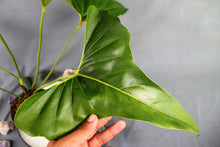 Load image into Gallery viewer, Anthurium Brownii Large Exact Plant
