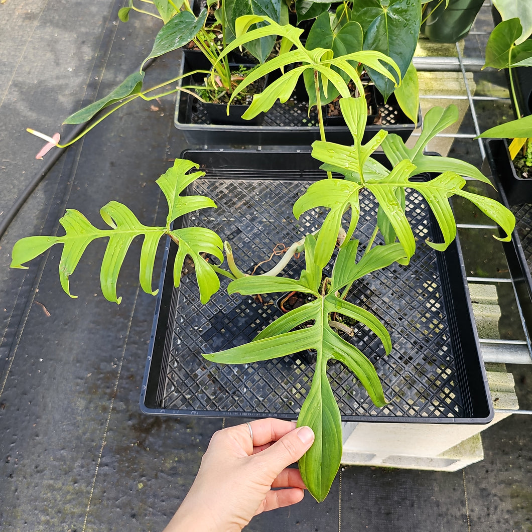 Philodendron Quercifolium, Exact Plant Ships Nationwide
