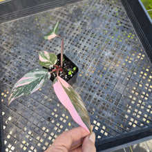 Load image into Gallery viewer, Philodendron Pink Princess Galaxy, Exact Plant Variegated Ships Nationwide
