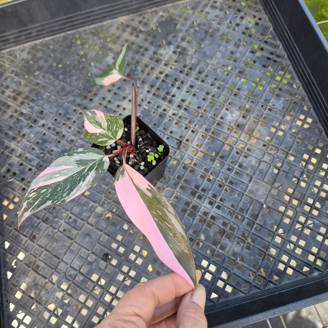 Philodendron Pink Princess Galaxy, Exact Plant Variegated Ships Nationwide