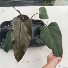 Load image into Gallery viewer, Philodendron Dark Lord exact plant, Fedex 2day*
