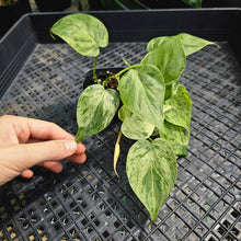 Load image into Gallery viewer, Philodendron Hederaceum, Heart Leaf, Exact Plant Variegated Ships Nationwide
