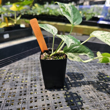 Load image into Gallery viewer, Epipremnum Pinnatum Marble, Exact Plant Variegated Ships Nationwide
