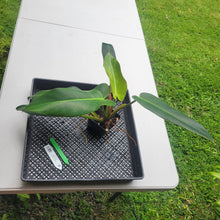 Load image into Gallery viewer, Philodendron Sagittifolium, Tuxtlanum Rubra, Exact Plant Ships Nationwide
