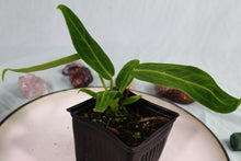 Load image into Gallery viewer, Anthurium Warocqueanum Exact plant
