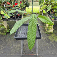 Load image into Gallery viewer, Anthurium Spectabile exact plant, Fedex 2day*
