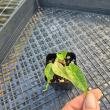 Load image into Gallery viewer, alocasia polly aurea variegated, Exact Plant Ships Nationwide.
