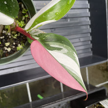 Load image into Gallery viewer, Philodendron White Princess Variegated exact plant, Fedex 2day*
