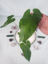 Load image into Gallery viewer, Anthurium Balaoanum &quot;Dussii&quot; 4&quot; pot, ships nationwide
