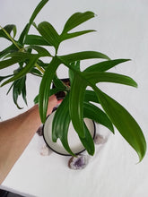 Load image into Gallery viewer, Philodendron Quercifolium, Exact Plant Ships Nationwide
