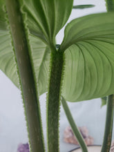 Load image into Gallery viewer, Mamei, Exact Plant, Philodendron
