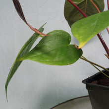 Load image into Gallery viewer, Anthurium Red Beauty 4&quot; pot, ships nationwide
