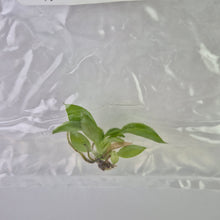 Load image into Gallery viewer, Philodendron Spiritus Sancti tissue culture 2DayAir
