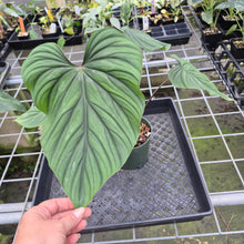 Load image into Gallery viewer, Philodendron Plowmanii exact plant, Fedex 2day*
