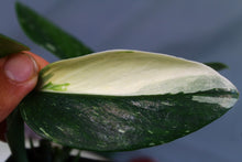 Load image into Gallery viewer, Variegated Monstera Standleyana Albo Exact Plant
