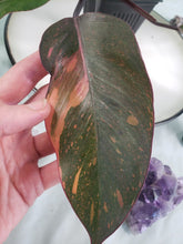 Load image into Gallery viewer, Orange Princess, Exact Plant, variegated Philodendron
