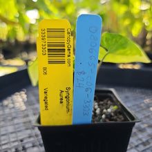 Load image into Gallery viewer, Syngonium Aurea, Exact Plant Variegated Ships Nationwide
