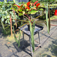Load image into Gallery viewer, Philodendron Spiritus Sancti exact plant, Fedex 2day*
