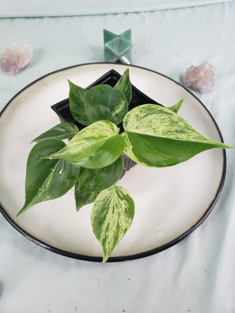 Hederaceum Heart Leaf, exact plant, variegated Philodendron, ships nationwide