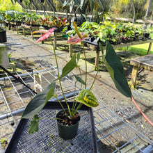 Load image into Gallery viewer, Anthurium Shibori, Exact Plant Variegated
