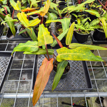 Load image into Gallery viewer, Philodendron Orange Marmalade, Exact Plant Ships Nationwide
