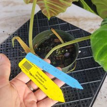 Load image into Gallery viewer, Philodendron Verrucosum Pseudoverrucosum Croat , Exact Plant Ships Nationwide
